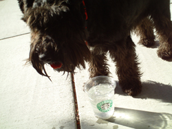 Spencer The Dog!